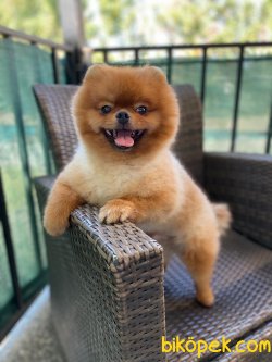 SECERELİ POMERANİAN BOO 3