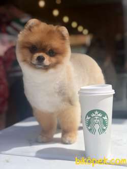 SECERELİ POMERANİAN BOO 3