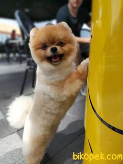 SECERELİ POMERANİAN BOO 1