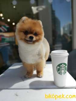 SECERELİ POMERANİAN BOO 2