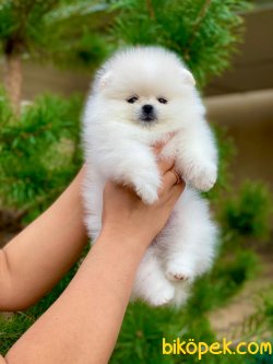 Secereli Pomeranian Boo Bembeyaz 0 Orjinal 2