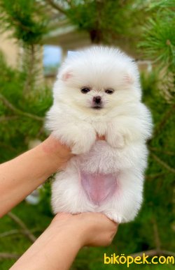 Secereli Pomeranian Boo Bembeyaz 0 Orjinal 1