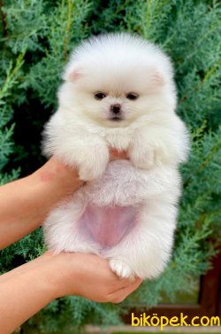 Secereli Pomeranian Boo Bembeyaz 0 Orjinal 3