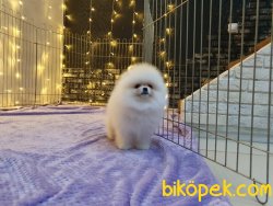 Secereli Pomeranian Boo Eğitimli Show Kalite 4