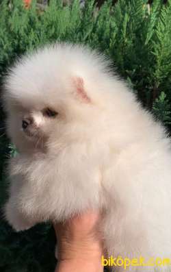 Secereli Pomeranian Boo Yavruları 1