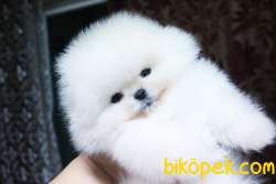 SECERELİ POMERANİAN BOO YAVRULARI 2