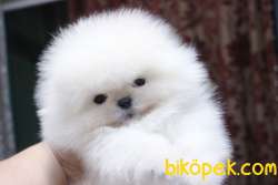 SECERELİ POMERANİAN BOO YAVRULARI 4
