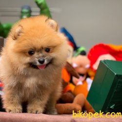 Secereli Pomeranian Boo Yavrularımız 3