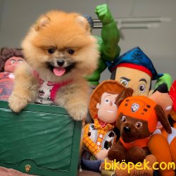 Secereli Pomeranian Boo Yavrularımız 5