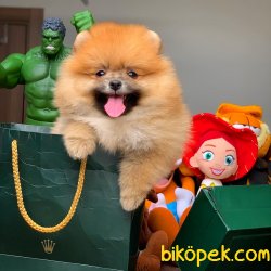 Secereli Pomeranian Boo Yavrularımız 1