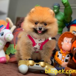Secereli Pomeranian Boo Yavrularımız 2
