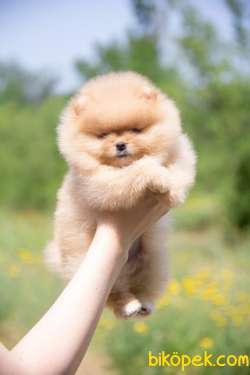 Secereli Pomeranian Boo Yavrularimiz 1