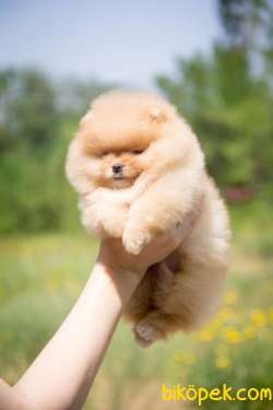 Secereli Pomeranian Boo Yavrularimiz 2