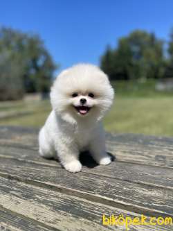 Secereli Pomeranian Boo Yavrularimiz 2