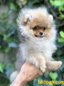 Secereli Pomeranian Yavrumuz 2