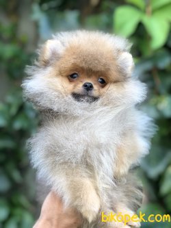 Secereli Pomeranian Yavrumuz 1