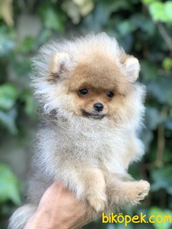 Secereli Pomeranian Yavrumuz 3