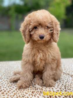 Secereli Poodle Bebeklerimiz 1