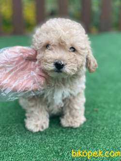 Secereli Poodle Bebeklerimiz 2