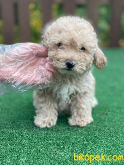 Secereli Poodle Bebeklerimiz 3