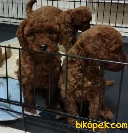 Secereli Red Brown Kore Poodle Yavruları 4