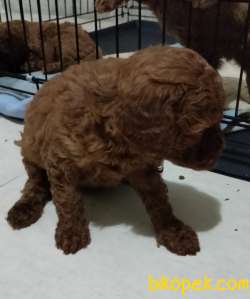 Secereli Red Brown Kore Poodle Yavruları 2