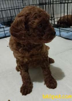 Secereli Red Brown Kore Poodle Yavruları 3