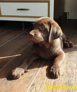 Secereli Safkan Labrador Yavrusu 1