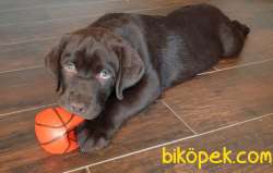 Secereli Safkan Labrador Yavrusu 2