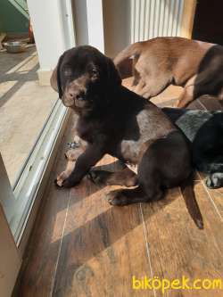 Secereli Safkan Labrador Yavrusu 4