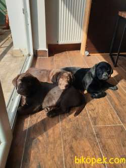 Secereli Safkan Labrador Yavrusu 3