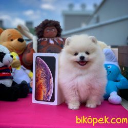 Secereli Safkan Pomeranian Boo Yavrularımız 1