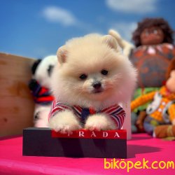 Secereli Safkan Pomeranian Boo Yavrularımız 3