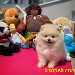 Secereli Safkan Pomeranian Boo Yavrularımız 4
