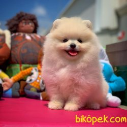 Secereli Safkan Pomeranian Boo Yavrularımız 2