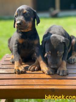 Secereli Seceresiz Doberman Yavrularimiz 3