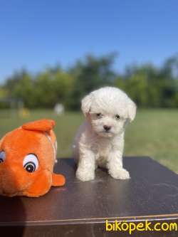 Secereli Seceresiz Kore Kan Maltese Terrier 1