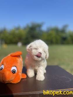 Secereli Seceresiz Kore Kan Maltese Terrier 3