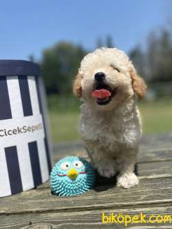 Secereli Seceresiz Toy Poodle Bebekler 2
