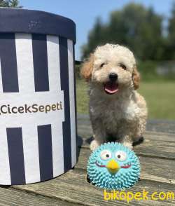 Secereli Seceresiz Toy Poodle Bebekler 3