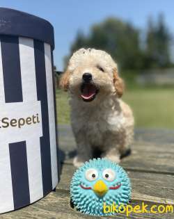 Secereli Seceresiz Toy Poodle Bebekler 1