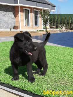 Secereli Solid Black Alman Çoban Yavrulari 4