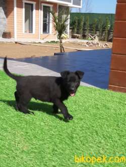 Secereli Solid Black Alman Çoban Yavrulari 2
