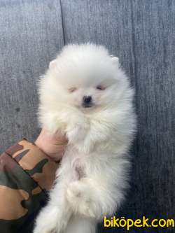 SECERELİ TATTOOLU TEDDY BEAR FACE 1