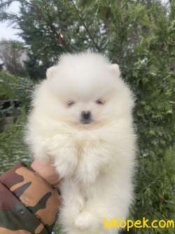 SECERELİ TATTOOLU TEDDY BEAR FACE 2
