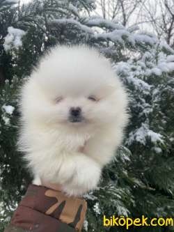 SECERELİ TATTOOLU TEDDY BEAR FACE 3