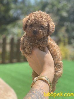Secereli Tea Cup Bebek Suratlı Poodle Yavrularımız 4