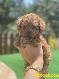 Secereli Tea Cup Bebek Suratlı Poodle Yavrularımız 1