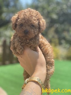 Secereli Tea Cup Bebek Suratlı Poodle Yavrularımız 2