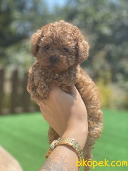 Secereli Tea Cup Bebek Suratlı Poodle Yavrularımız 3